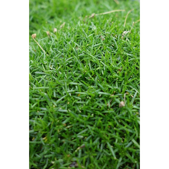 Sagine - Sagina subulata 'Rucos'
