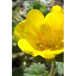 Potentille à grande fleur - Potentilla megalantha