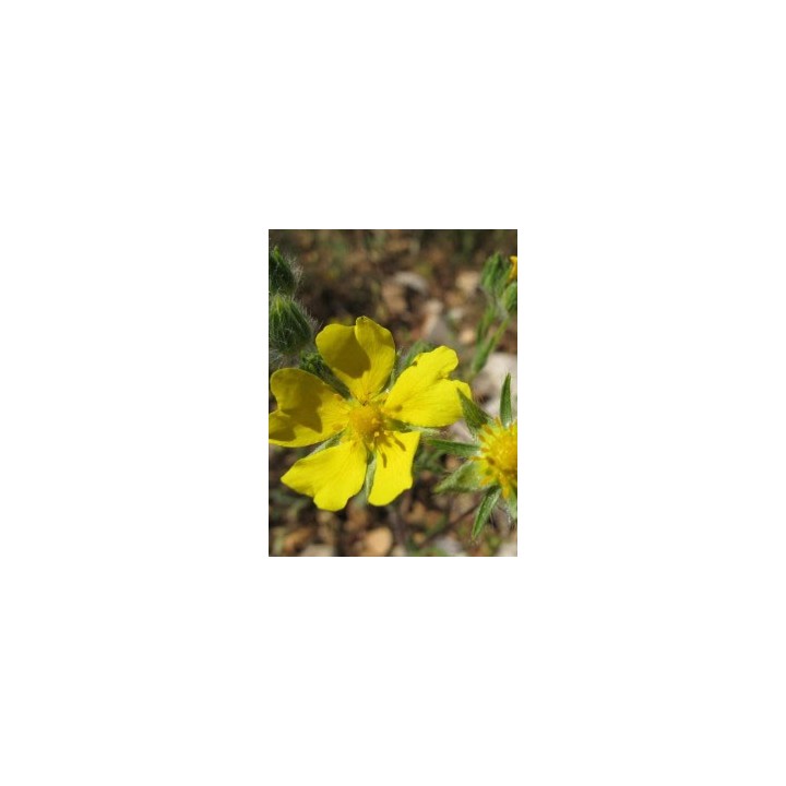 Potentille - Potentilla pedata