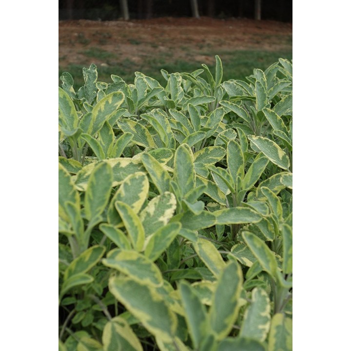 Sauge officinale panachée - Salvia officinalis 'Aurea'