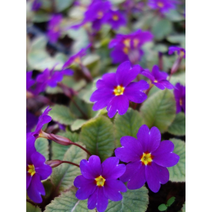 Primevère - Primula 'Mrs Ferguson'