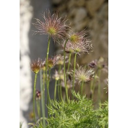 Amémone pulsatille - Pulsatilla vulgaris