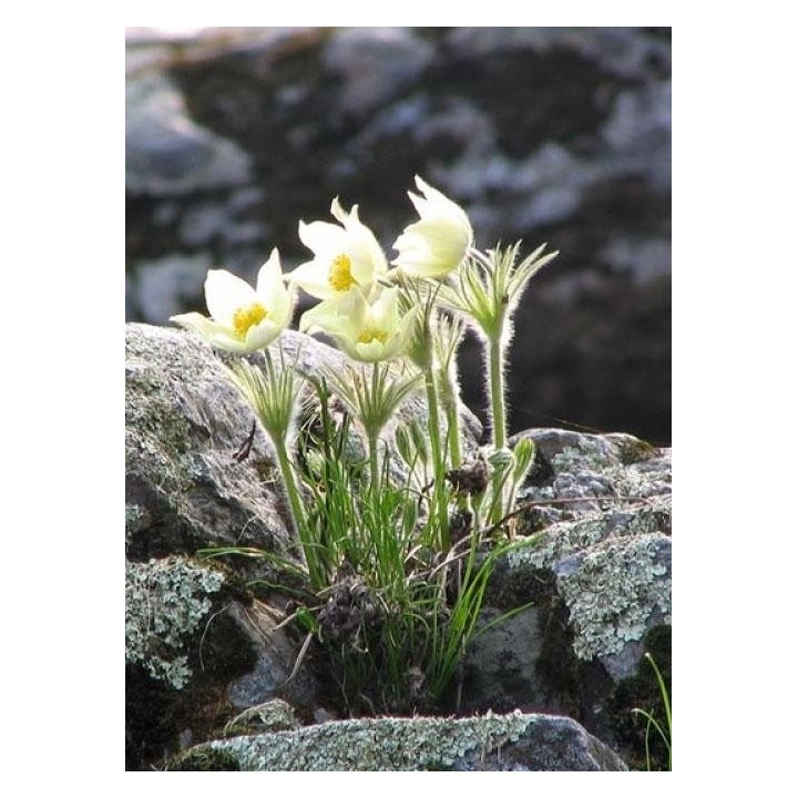 Amémone pulsatille - Pulsatilla vulgaris 'Alba'