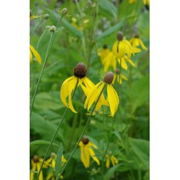 Ratibida pinnata