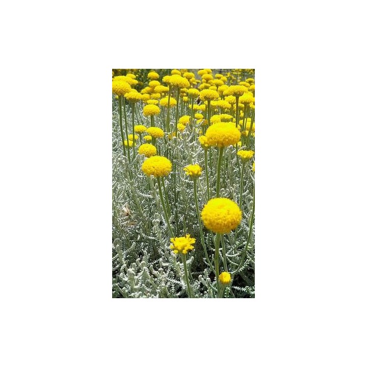 Santoline petit cyprès - Santolina chamaecyparissus