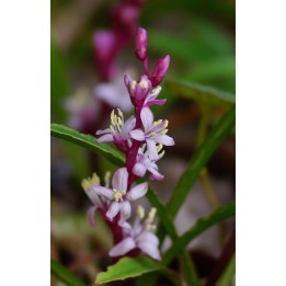 Reineckea carnea