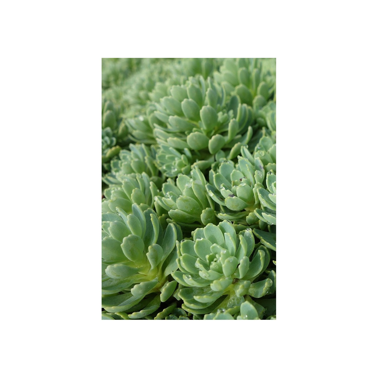 Rhodiola pachyclados