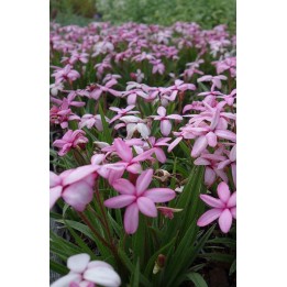 Rhodohypoxis baurii 'Fred Broom'