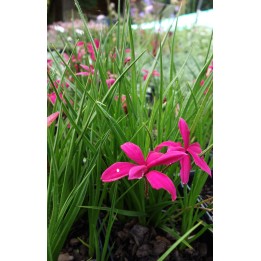 Rhodohypoxis milloïdes 'Donald Mann'