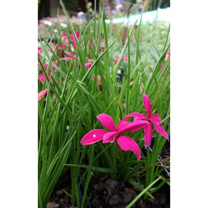 Rhodohypoxis milloïdes 'Donald Mann'