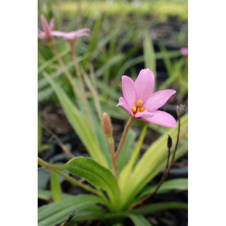 Rhodoxis hybrida 'Hebron Farm Pink'
