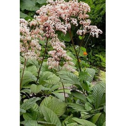 Rodgersia aesculifolia