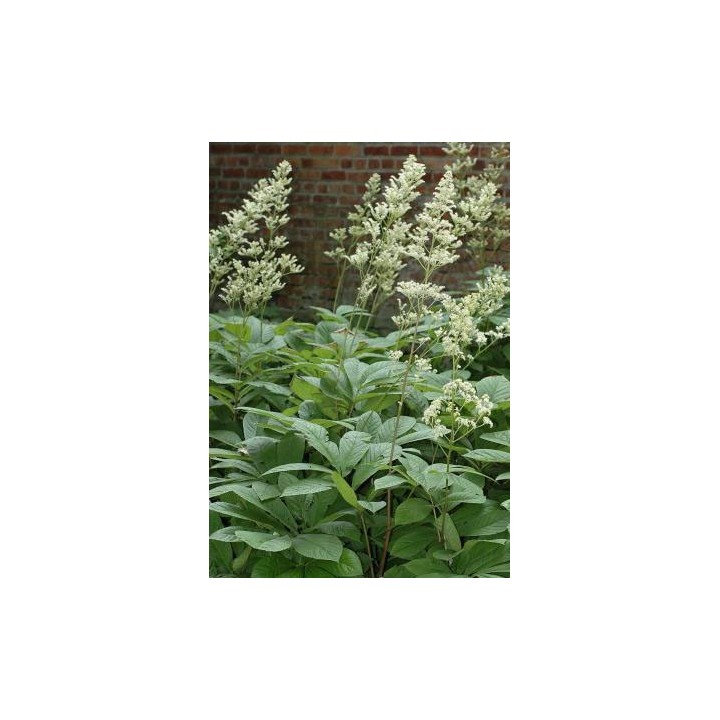Rodgersia sambucifolia