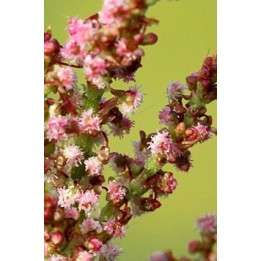 Oseille large de Belleville - Rumex acetosa