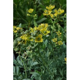 Rue - Ruta chalepensis