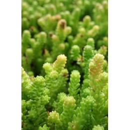 Poivre de muraille - Sedum acre