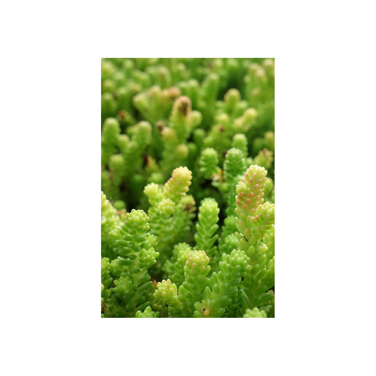 Poivre de muraille - Sedum acre