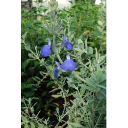 Salvia chamaedryoides argentée fleur
