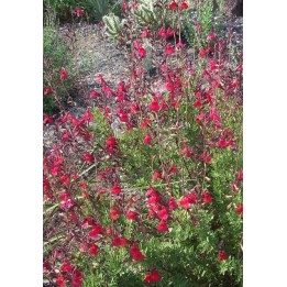 Sauge de Gregg - Salvia greggii