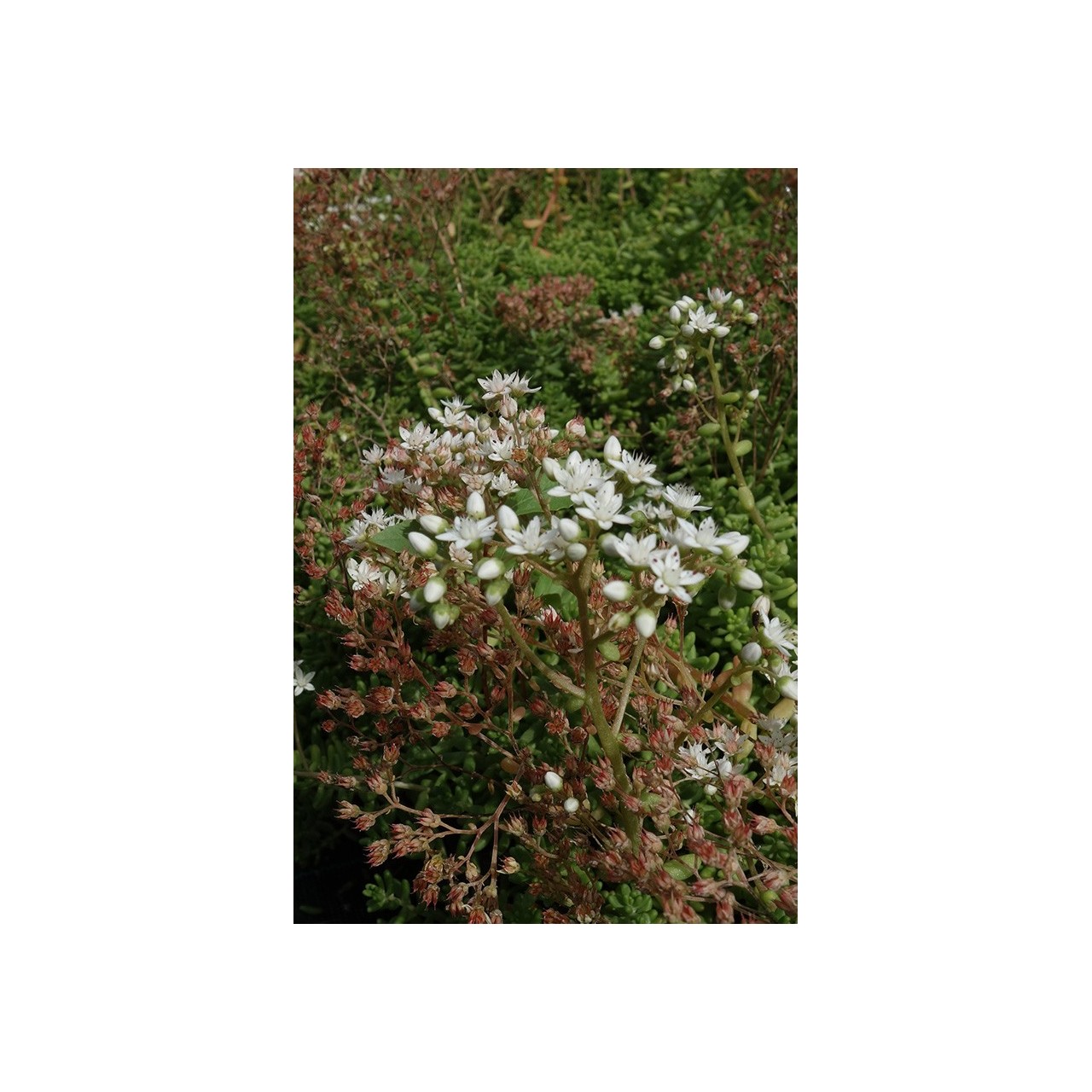 Orpin - Sedum album