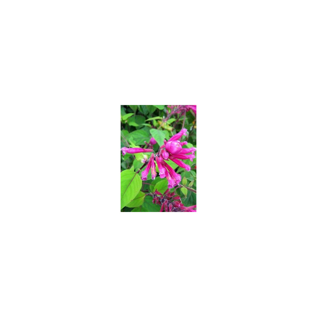 Sauge - Salvia involucrata 'Bethellii'