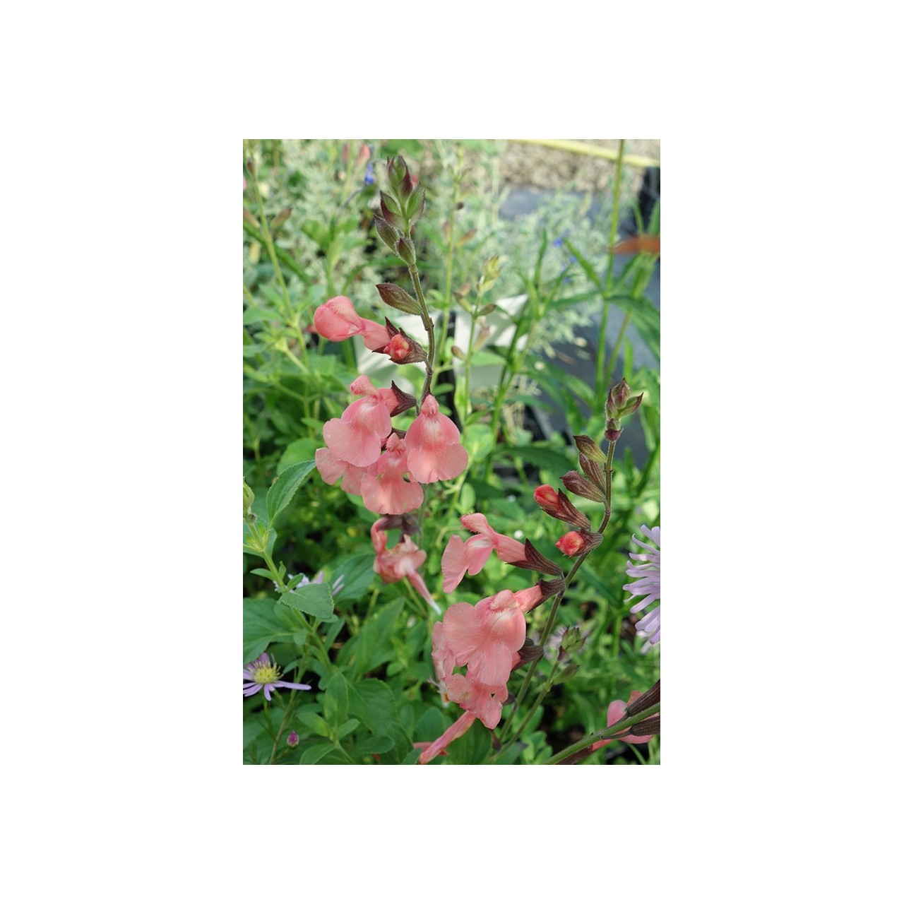 Sauge - Salvia microphylla 'Ribambelle'