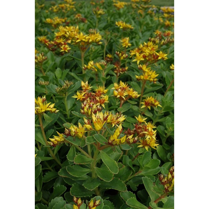 Orpin du Kamtchatka - Sedum kamtschaticum - Phedimus kamtschaticus -