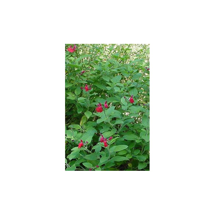 Sauge - Salvia microphylla var.neurepia