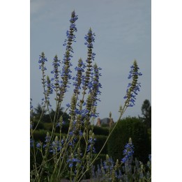Sauge des marais - Salvia uliginosa