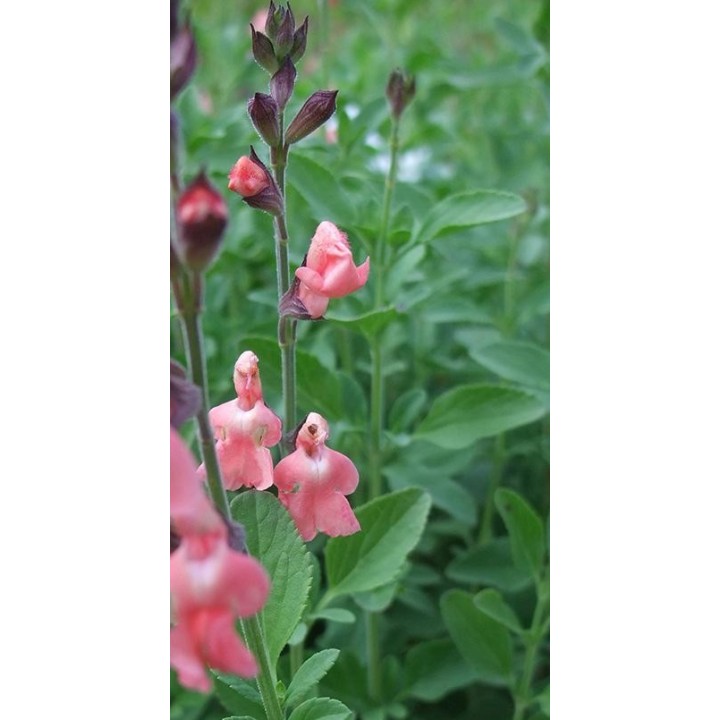 Salvia x jamensis 'Pat Vlasto' en fleur