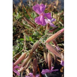 Saponaire - Saponaria x lempergii 'Fritz Lemperg'