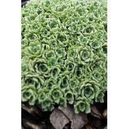 Saxifrage - Saxifraga paniculata var.minutifolia