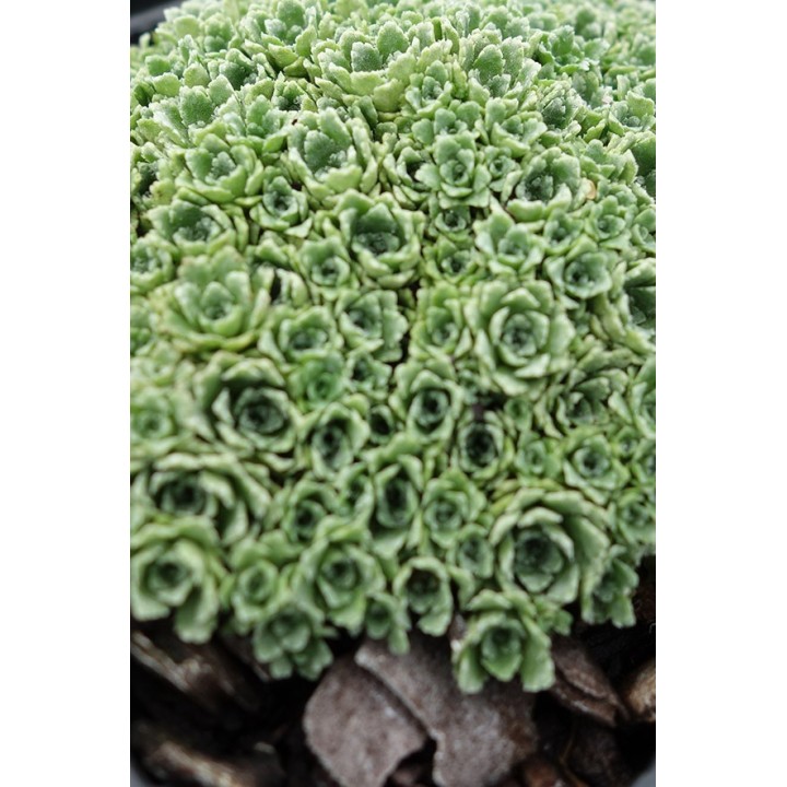 Saxifrage - Saxifraga paniculata var.minutifolia