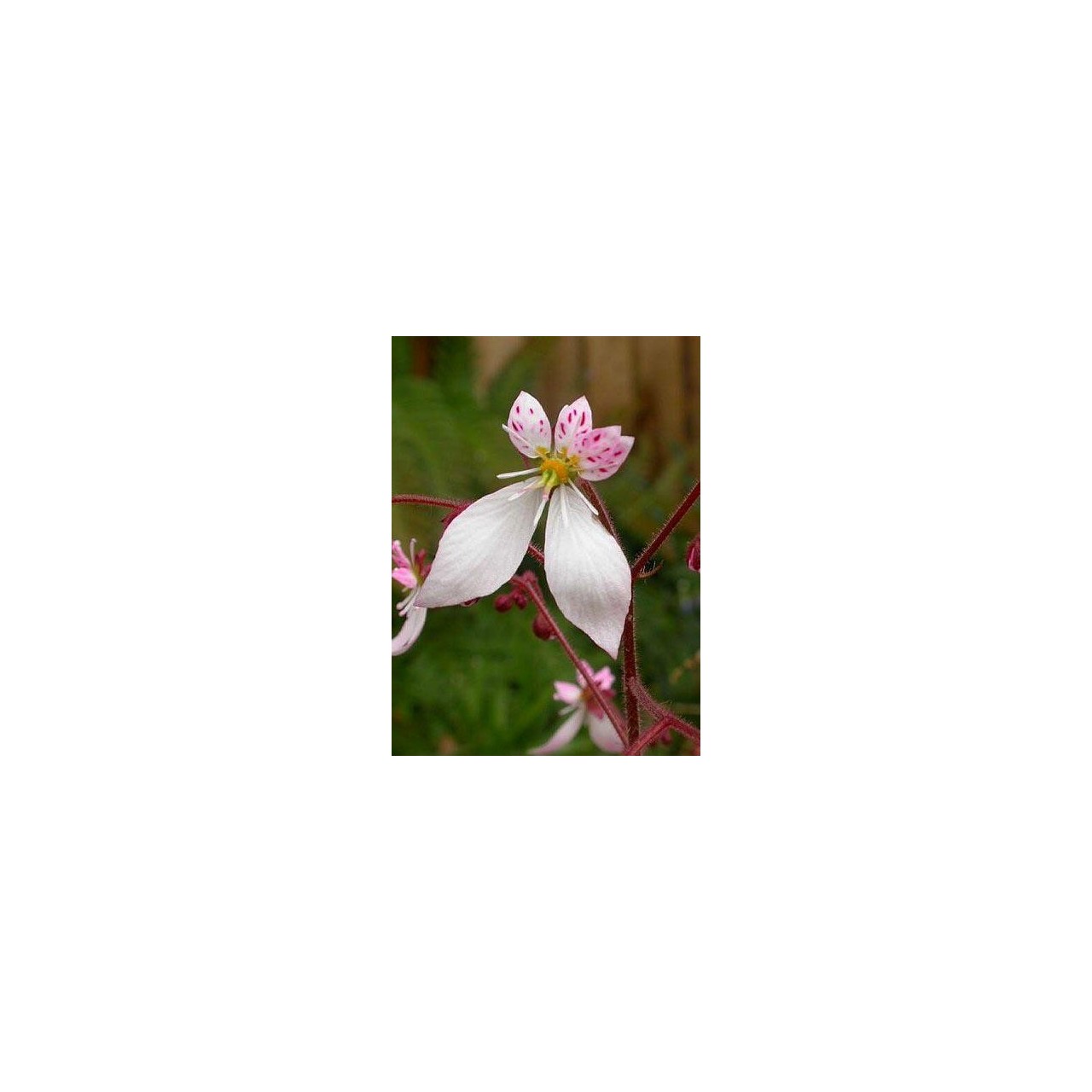 Saxifrage - Saxifraga stolonifera var. cuscutiformis - Description -