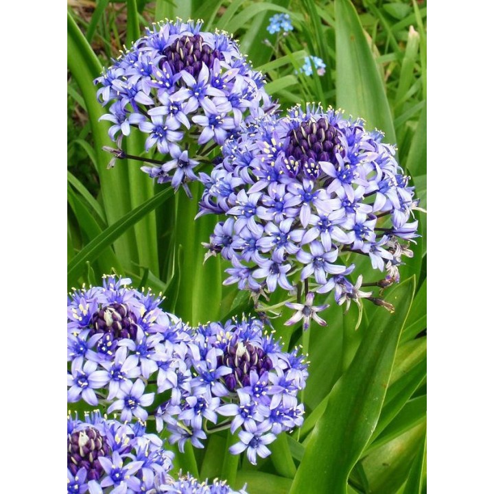 Scille du Pérou - Scilla peruviana