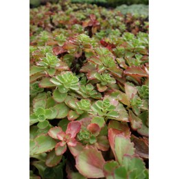 Orpin - Sedum spurium 'Abum Superbum' - Phedimus spurius 'Albus Superbus'