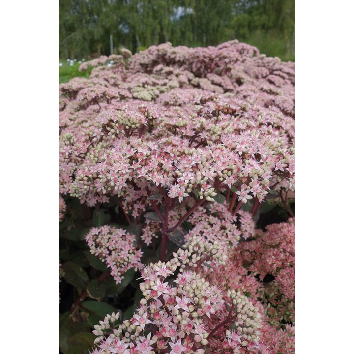 Orpin - Sedum 'Matrona'
