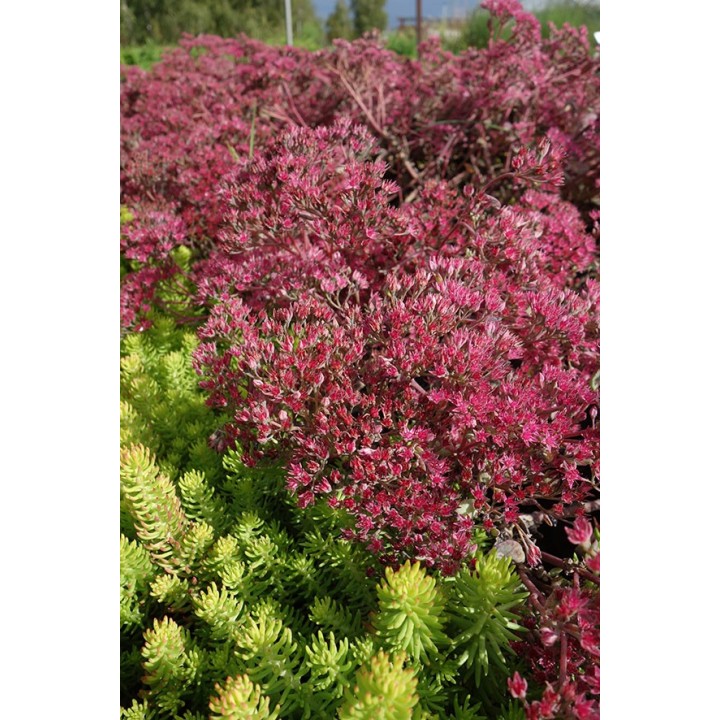 Orpin - Sedum 'Ruby Glow'