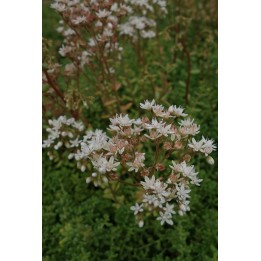 Orpin - Sedum album 'Coral Carpet'
