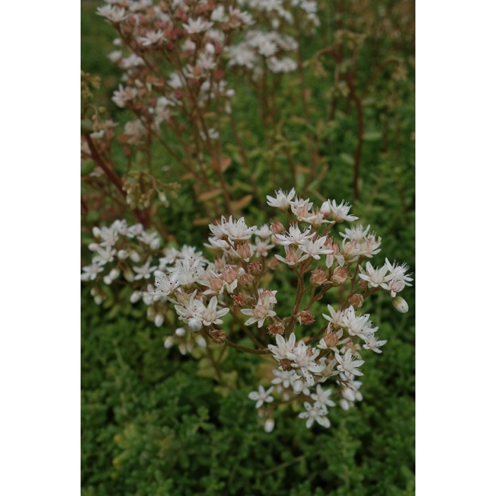 Orpin - Sedum album 'Coral Carpet'