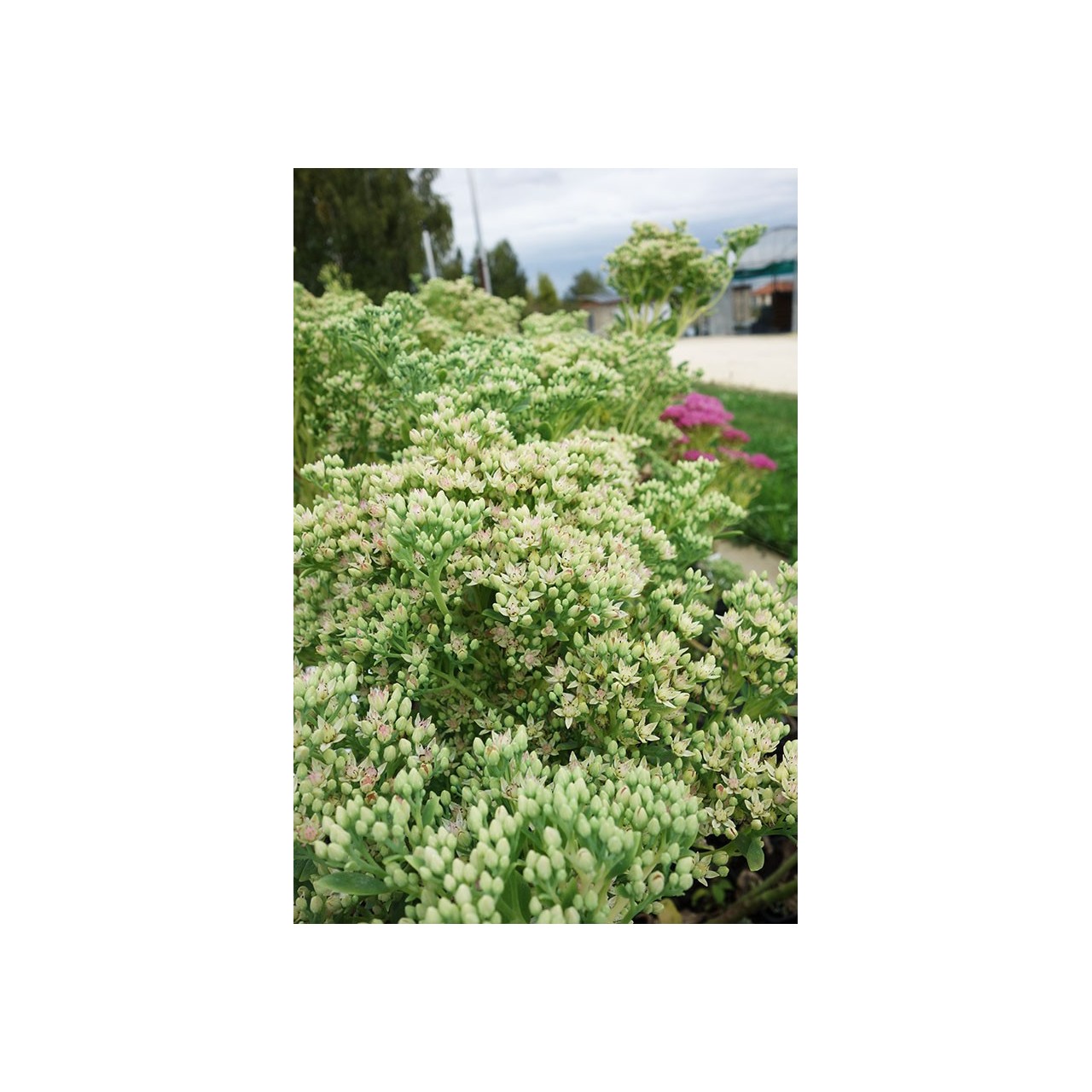 Orpin - Sedum erythrostichtum 'Mediovariegatum'