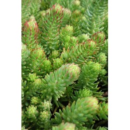 Sedum fosterianum subsp.elegans feuillage