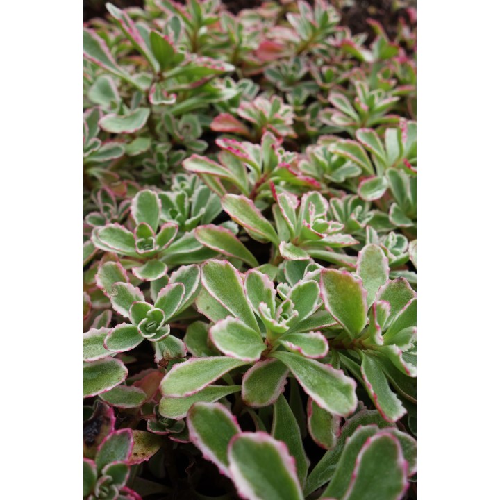 Orpin - Sedum spurium 'Tricolor' - Phedimus spurious 'Tricolor'