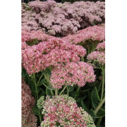 Orpin - Sedum Herbstfreude Group 'Jaws'