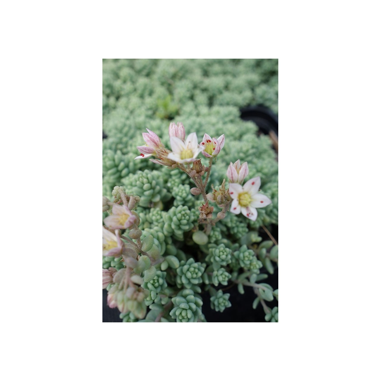 Orpin - Sedum dasyphyllum fo. minor