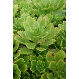 Orpin - Sedum hybridum 'Immergrünchen'