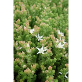 Orpin - Sedum moranense