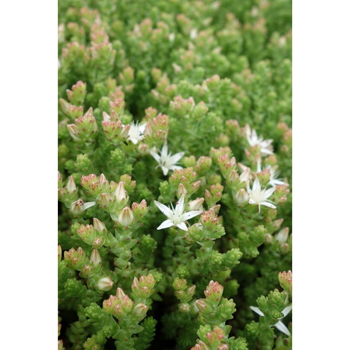Orpin - Sedum moranense
