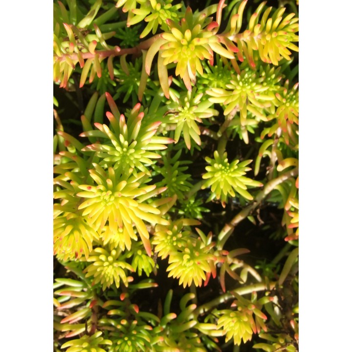Orpin - Sedum rupestre 'Angelina'