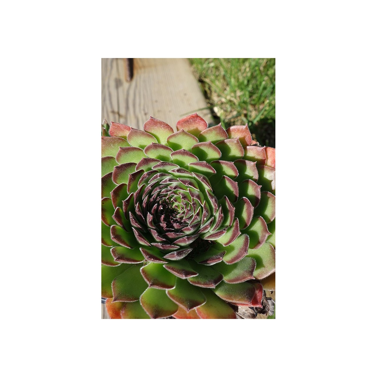 Barbe de Jupiter - Sempervivum 'Cleveland Morgan'